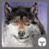 MageGrayWolf